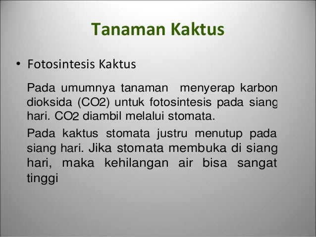 Kaktus melakukan fotosintesis pada organ 16 Kaktus melakukan fotosintesis pada organ 69